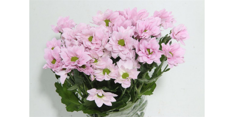 Chrysanthemums T Softone 70cm A1 Col-Pink