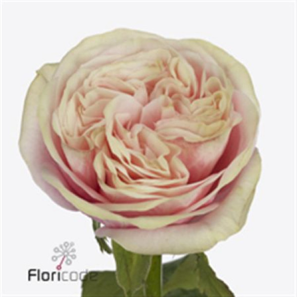 Rose Gr Swan Grace 40cm A1 Col-Bicolor