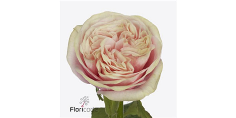 Rose Gr Swan Grace 40cm A1 Col-Bicolor