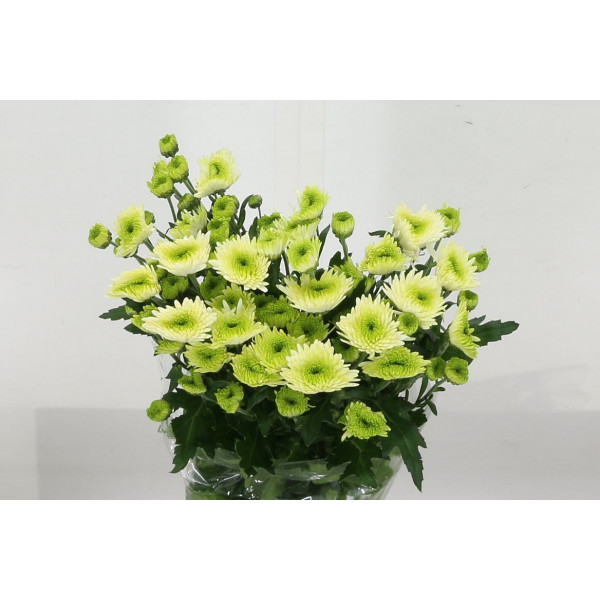 Chrysanthemums T Cocoon 70cm A1 Col-Green