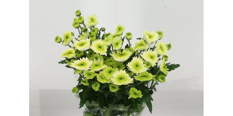 Chrysanthemums T Cocoon 70cm A1 Col-Green