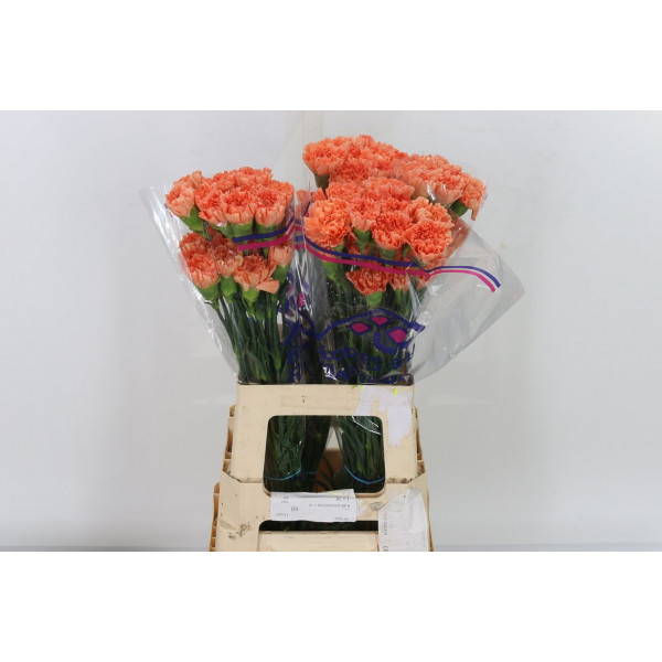 Dianthus St Hermes Orange 70cm A1 Col-Orange