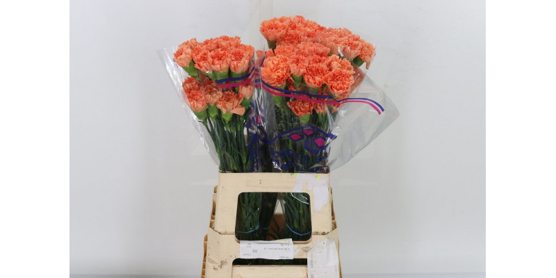 Dianthus St Hermes Orange 70cm A1 Col-Orange