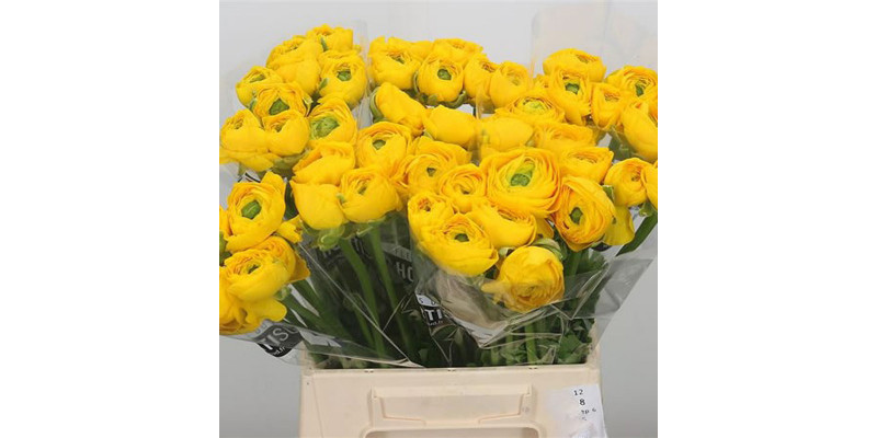 Ranunculus Su Sr Omega Extra 45cm A1 Col-Yellow