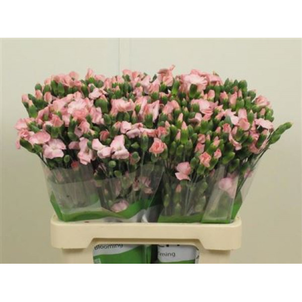 Dianthus Solomio Cas X20 65cm  Col-Pink