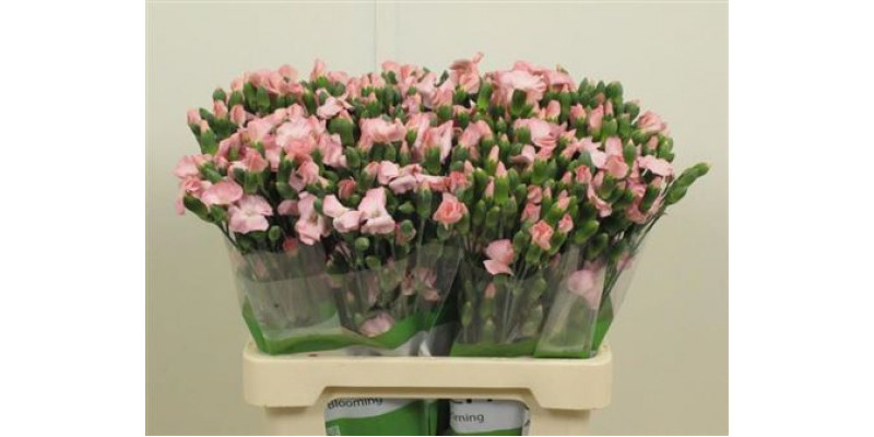 Dianthus Solomio Cas X20 65cm  Col-Pink