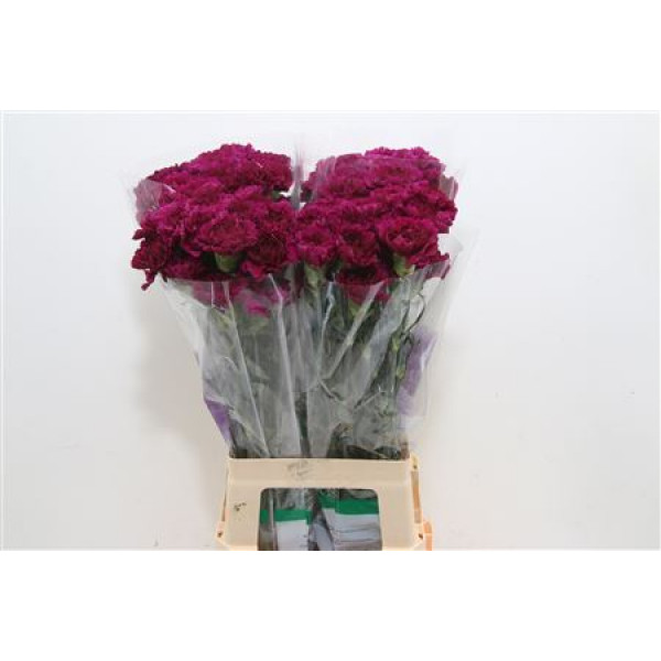 Dianthus St Purple Moontea 70cm  Col-Purple