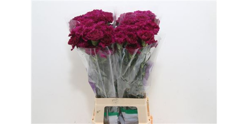Dianthus St Purple Moontea 70cm  Col-Purple