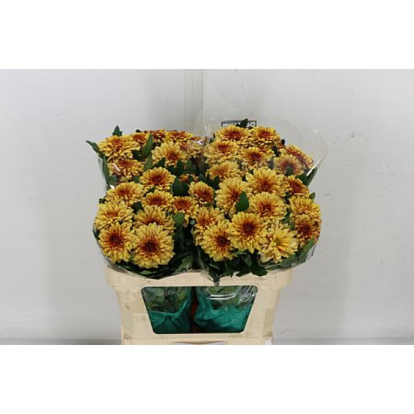 Chrysanthemums G Pip Sunny 70cm A1 Col-Yellow Orange