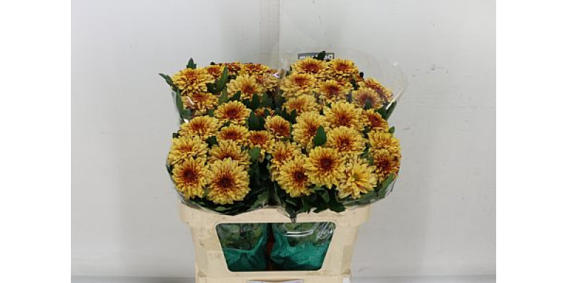 Chrysanthemums G Pip Sunny 70cm A1 Col-Yellow Orange