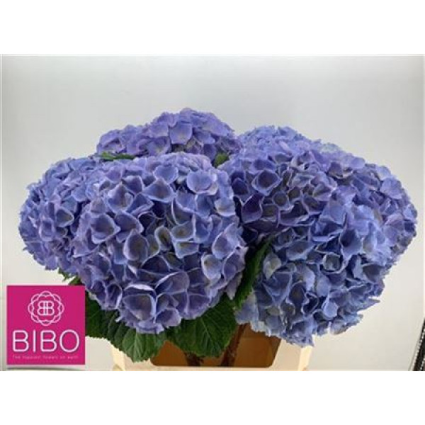 Hydrangea M Blink Bl 80cm A1 Col-Lavender