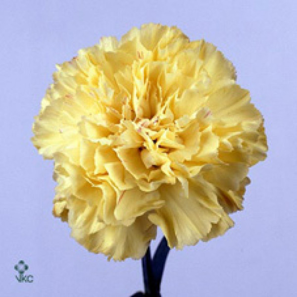 Dianthus St Hermes Yellow 70cm  Col-Yellow