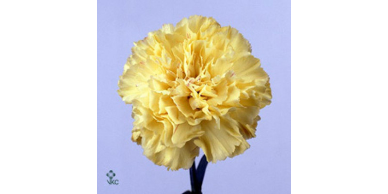 Dianthus St Hermes Yellow 70cm  Col-Yellow