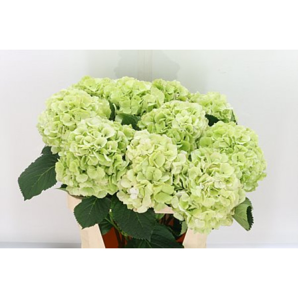 Hydrangea M Whi Verena Cl A1 Col-Bicolor