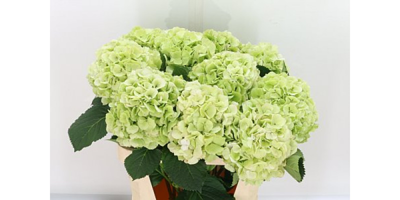 Hydrangea M Whi Verena Cl A1 Col-Bicolor