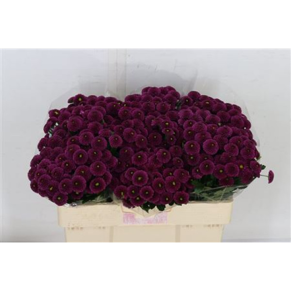 Chrysanthemums S Aaa Purpetta 55cm A1 Col-Purple