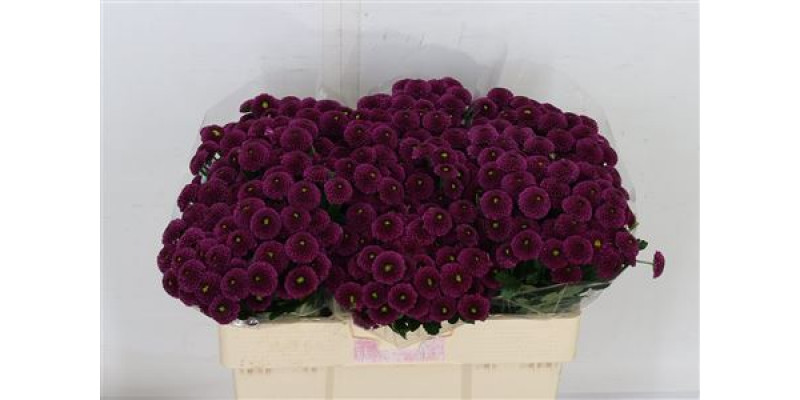 Chrysanthemums S Aaa Purpetta 55cm A1 Col-Purple