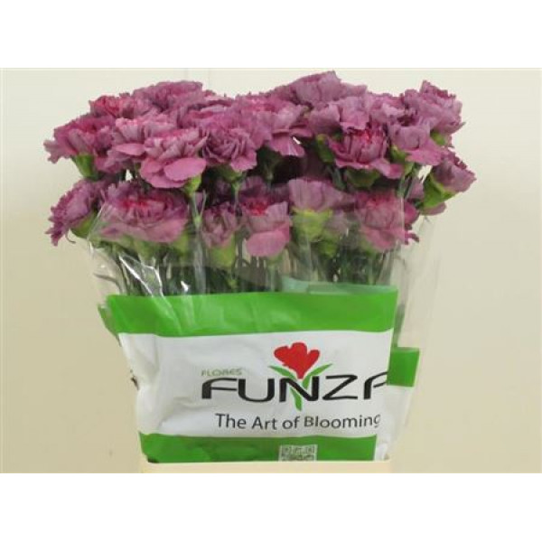 Dianthus St Hypnosis 60cm A1 Col-Purple