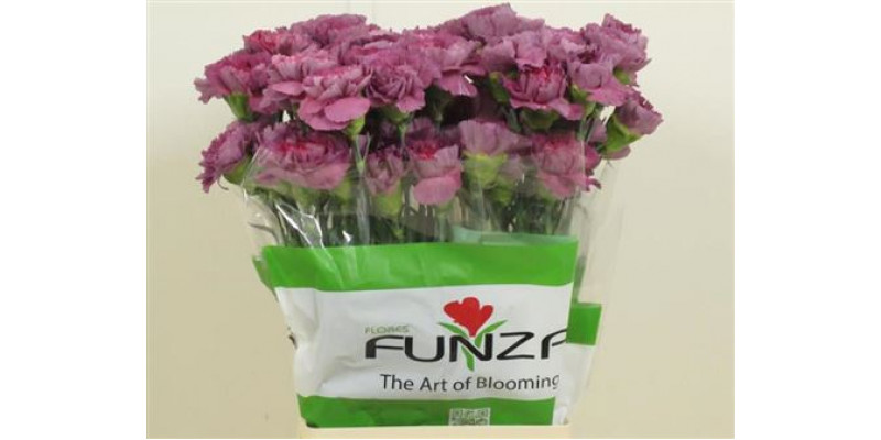 Dianthus St Hypnosis 60cm A1 Col-Purple