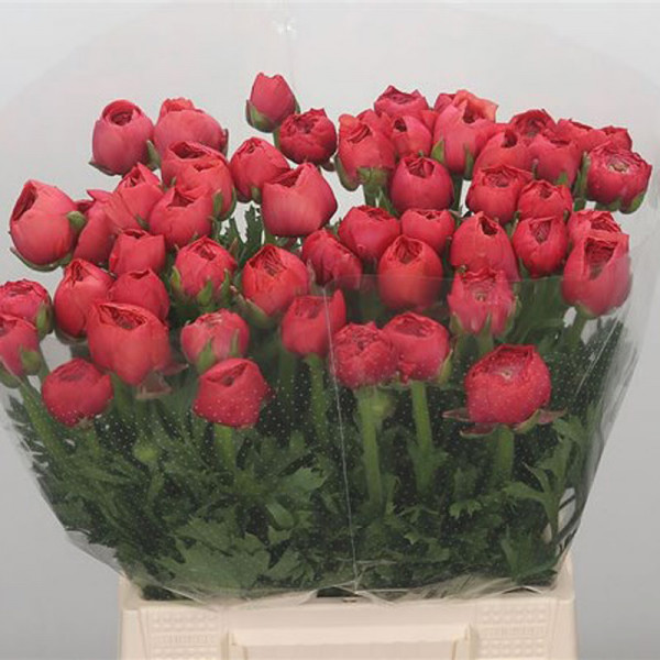 Ranunculus Su Fragolino M Parodi 40cm  Col-Red