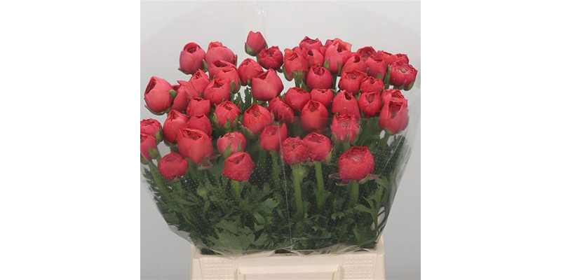 Ranunculus Su Fragolino M Parodi 40cm  Col-Red