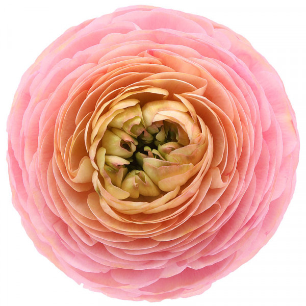 Ranunculus Su Venere Extra 45cm A1 Col-Peach