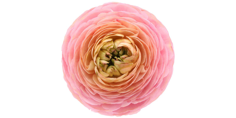 Ranunculus Su Venere Extra 45cm A1 Col-Peach