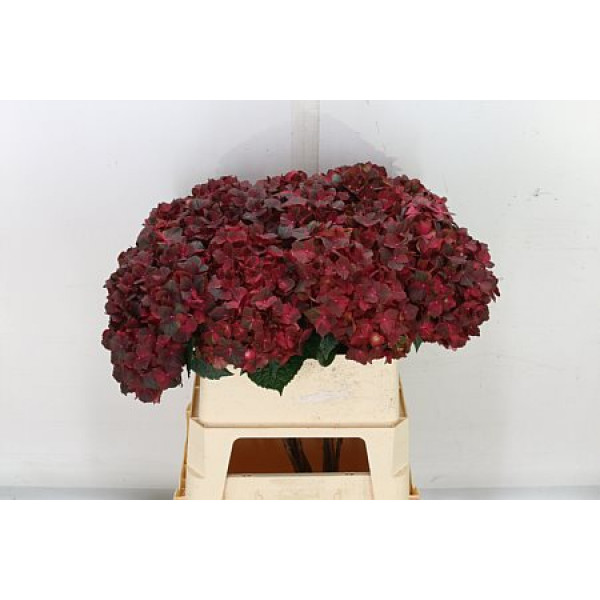 Hydrangea M Mag Chocolate 65cm A1 Col-Red Green