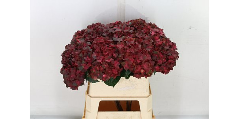 Hydrangea M Mag Chocolate 65cm A1 Col-Red Green