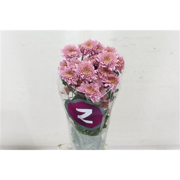 Chrysanthemums T Sorbet Berry 70cm A1 Col-Dark Pink