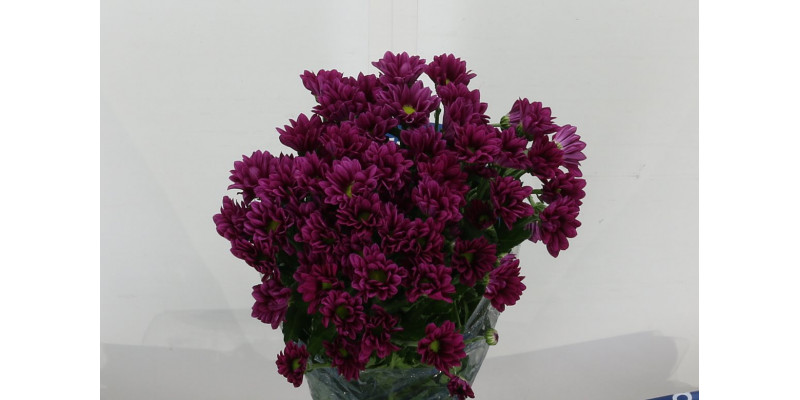 Chrysanthemums T Purple Star 70cm A1 Col-Dark Purple