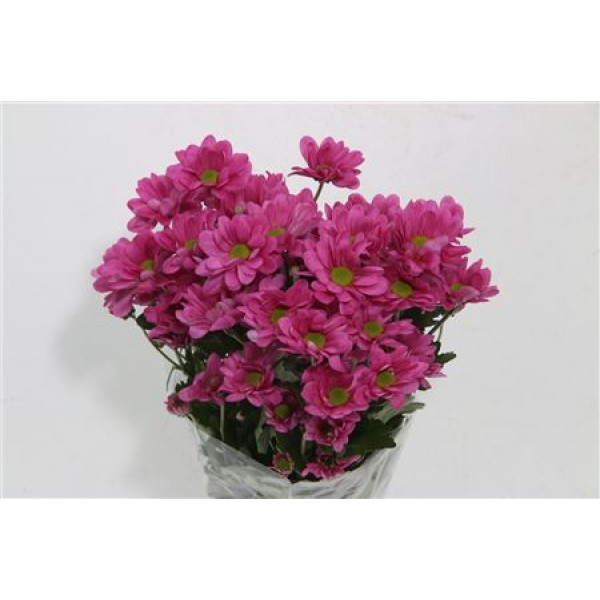 Chrysanthemums T Memphis Cherry 70cm A1 Col-Cerise