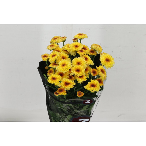 Chrysanthemums T Abbey Yellow 70cm A1 Col-Yellow