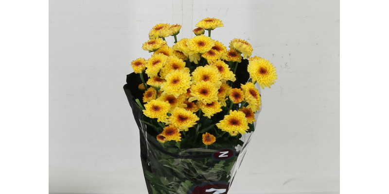 Chrysanthemums T Abbey Yellow 70cm A1 Col-Yellow