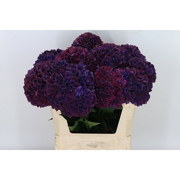 Hydrangea M Mag Rubyred P 75cm A1 Col-Red