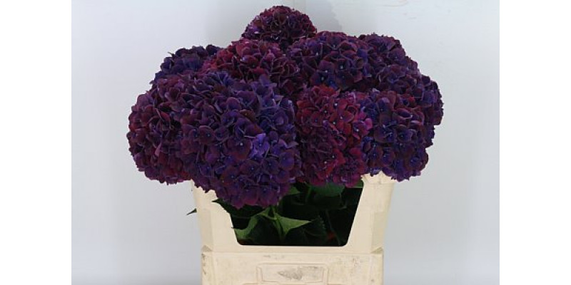 Hydrangea M Mag Rubyred P A1 Col-Red