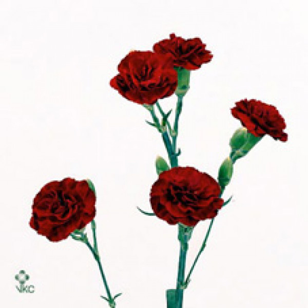 Dianthus Tr Chateau 65cm A1 Col-Red