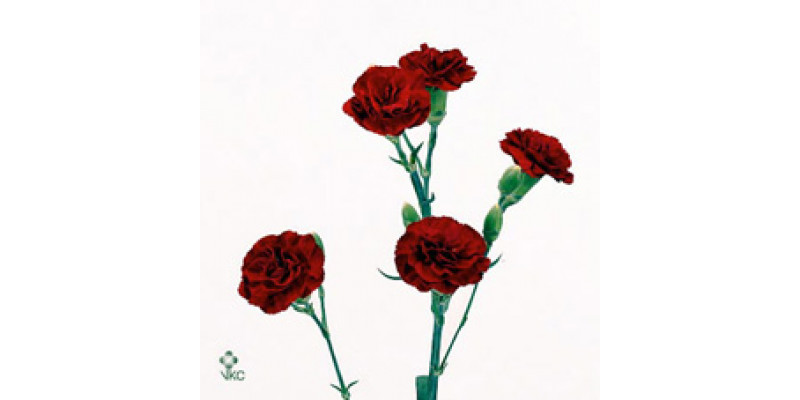 Dianthus Tr Chateau 65cm A1 Col-Red