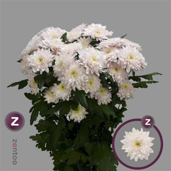 Chrysanthemums T Pastela Rose 70cm A1 Col-White