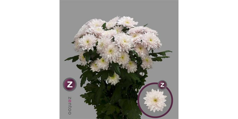 Chrysanthemums T Pastela Rose 70cm A1 Col-White
