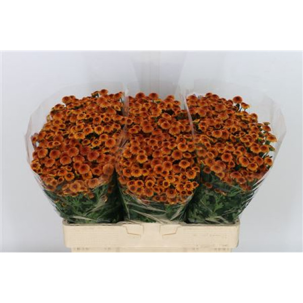 Chrysanthemums S Mad Bron Baylo 55cm A1 Col-Orange