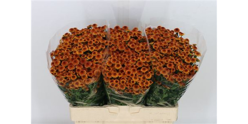 Chrysanthemums S Mad Bron Baylo 55cm A1 Col-Orange