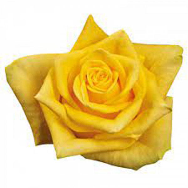 Rose Gr First Gold 50cm A1 Col-Yellow