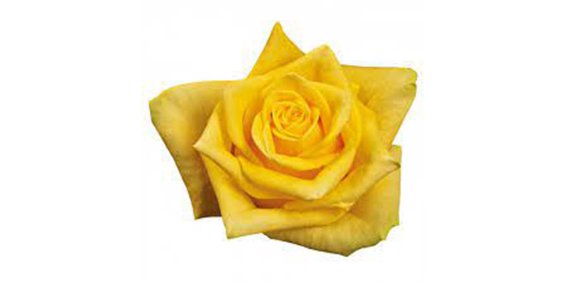 Rose Gr First Gold 60cm A1 Col-Yellow