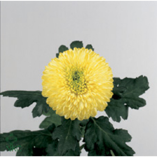 Chrysanthemums G Yellow Boris B 80cm A1 Col-White