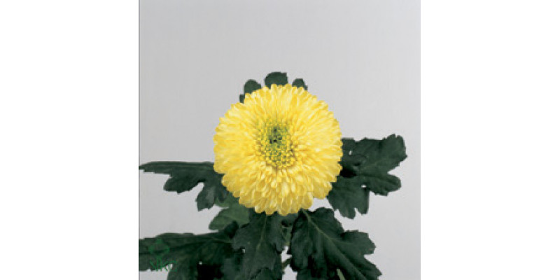 Chrysanthemums G Yellow Boris B 80cm A1 Col-White