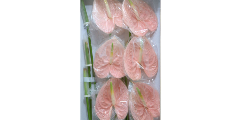 Anthurium A Cheers 10 A1 Col-Peach