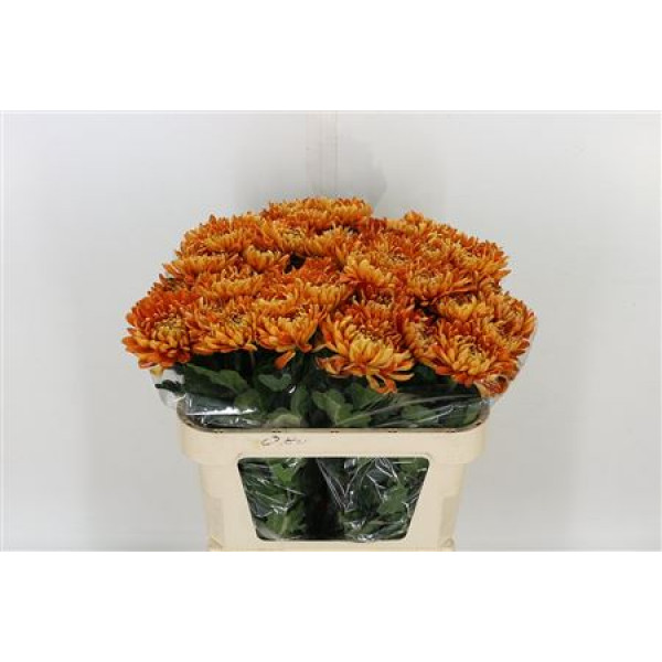 Chrysanthemums G Astro 80cm A1 Col-Copper