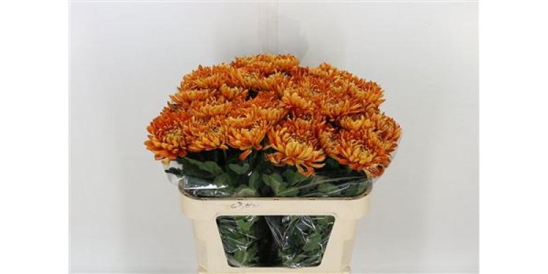 Chrysanthemums G Astro 80cm A1 Col-Copper