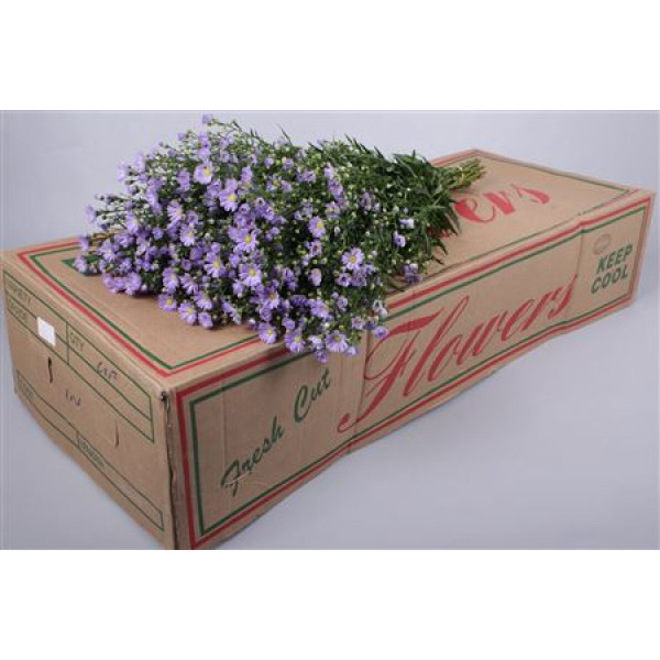 Aster Cassandra 60cm  Col-Milka